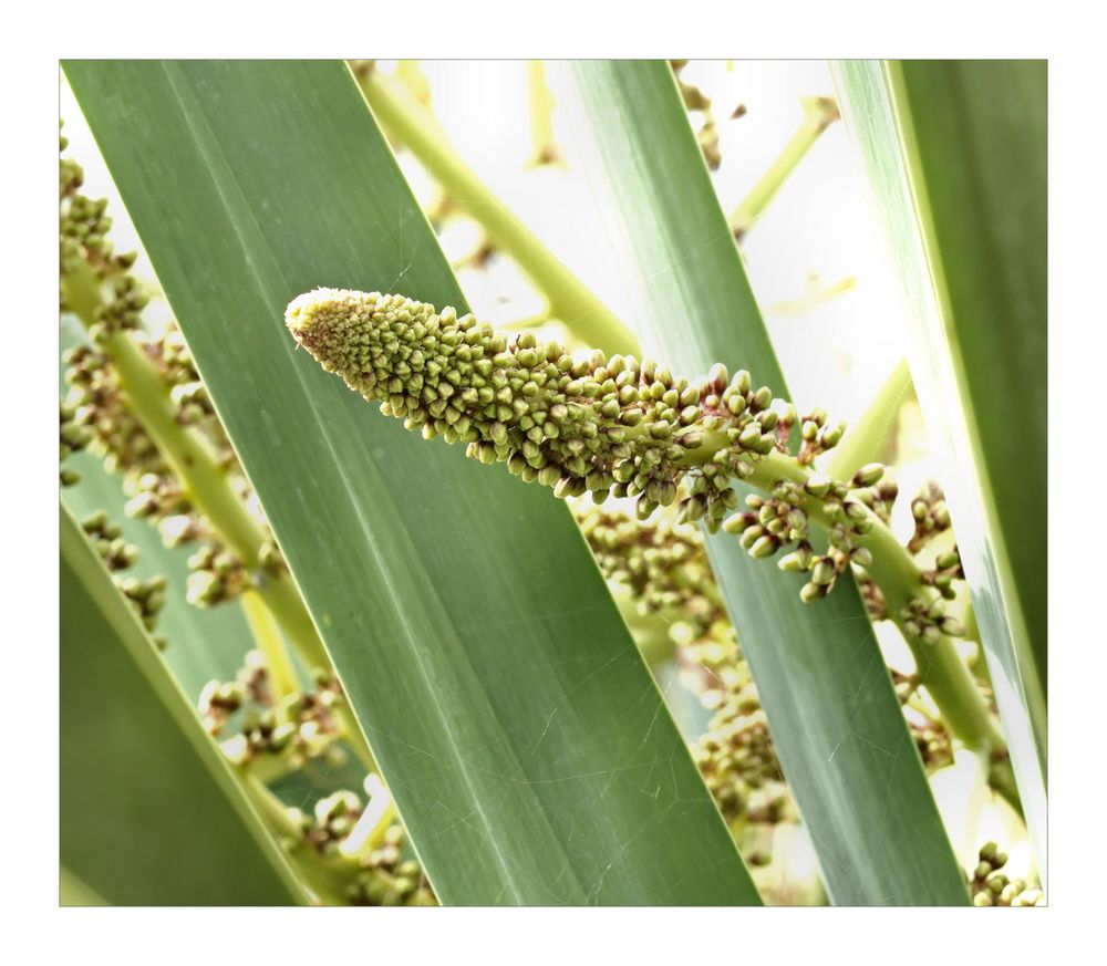 Yucca-Blüte*