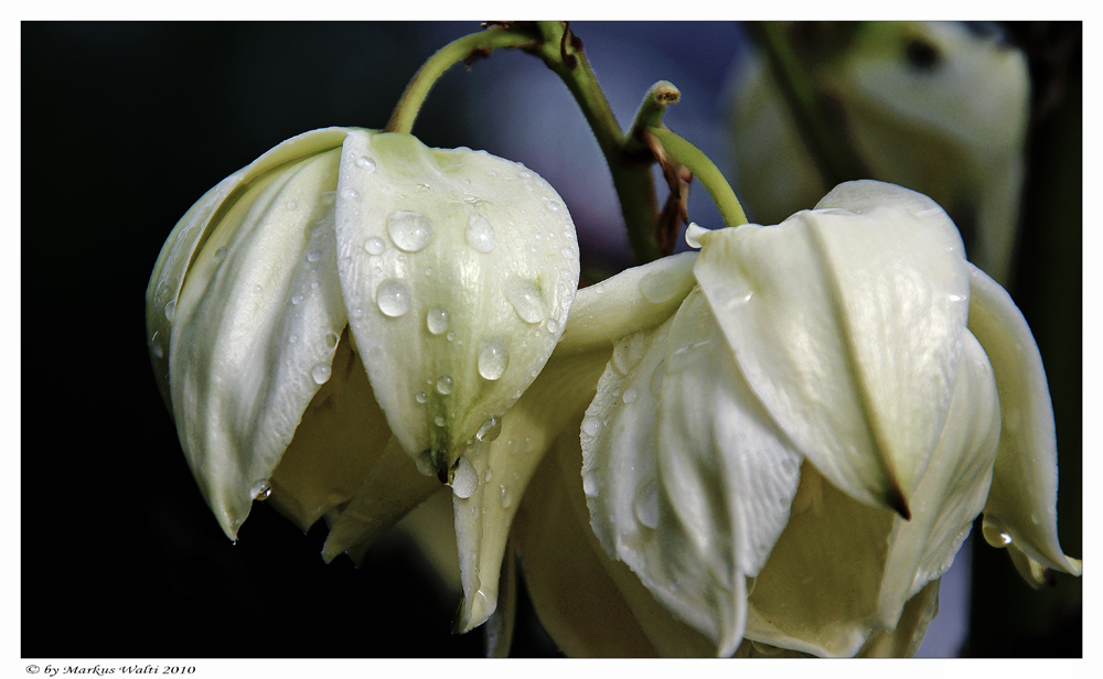 Yucca Blüte