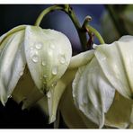 Yucca Blüte