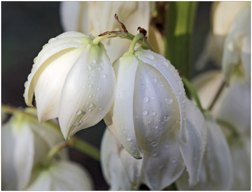 Yucca-Blüten