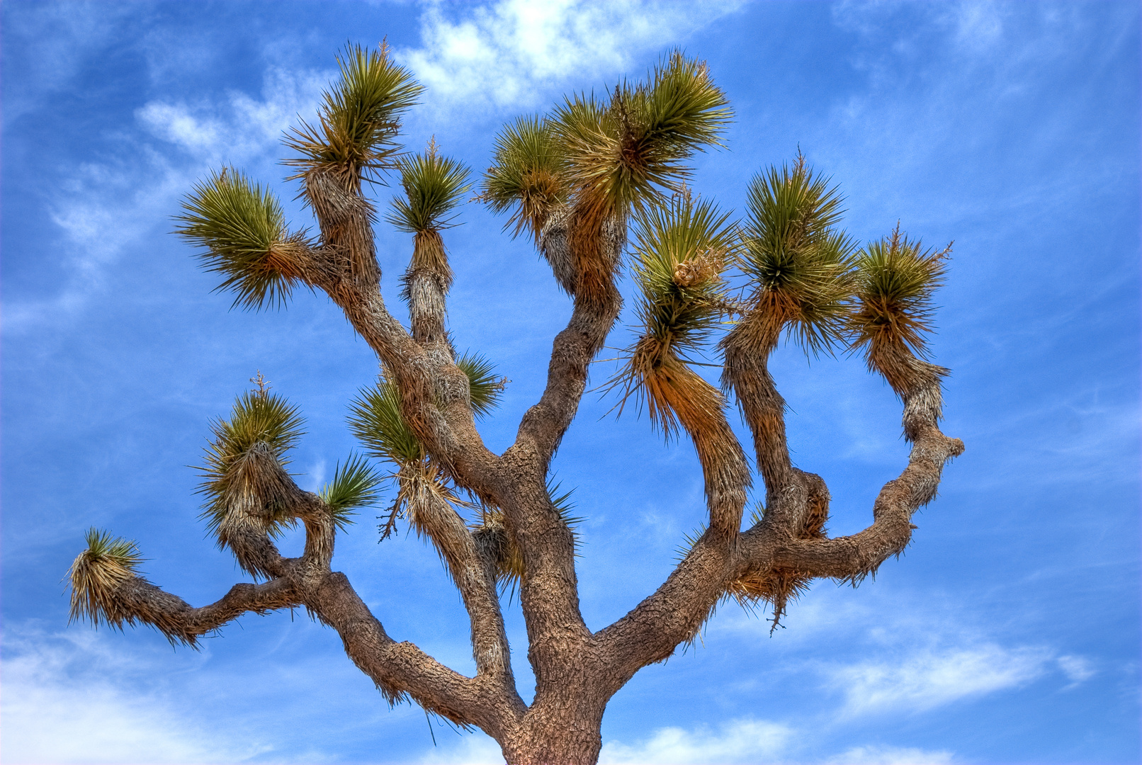 Yucca brevifolia