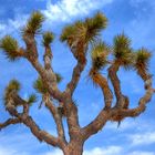 Yucca brevifolia