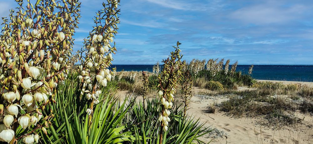 Yucca-Düne