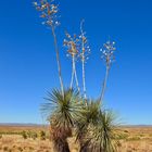 Yucca elata