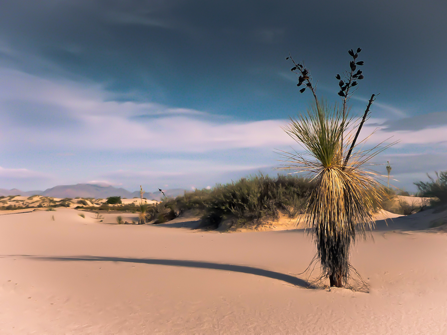 Yucca Elata at White Sands, New Mexixo USA