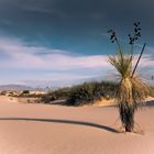 Yucca Elata at White Sands, New Mexixo USA