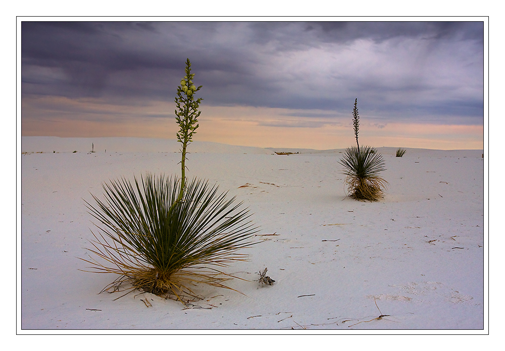 Yucca elata, bei jedem Wetter schön ...