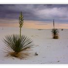 Yucca elata, bei jedem Wetter schön ...