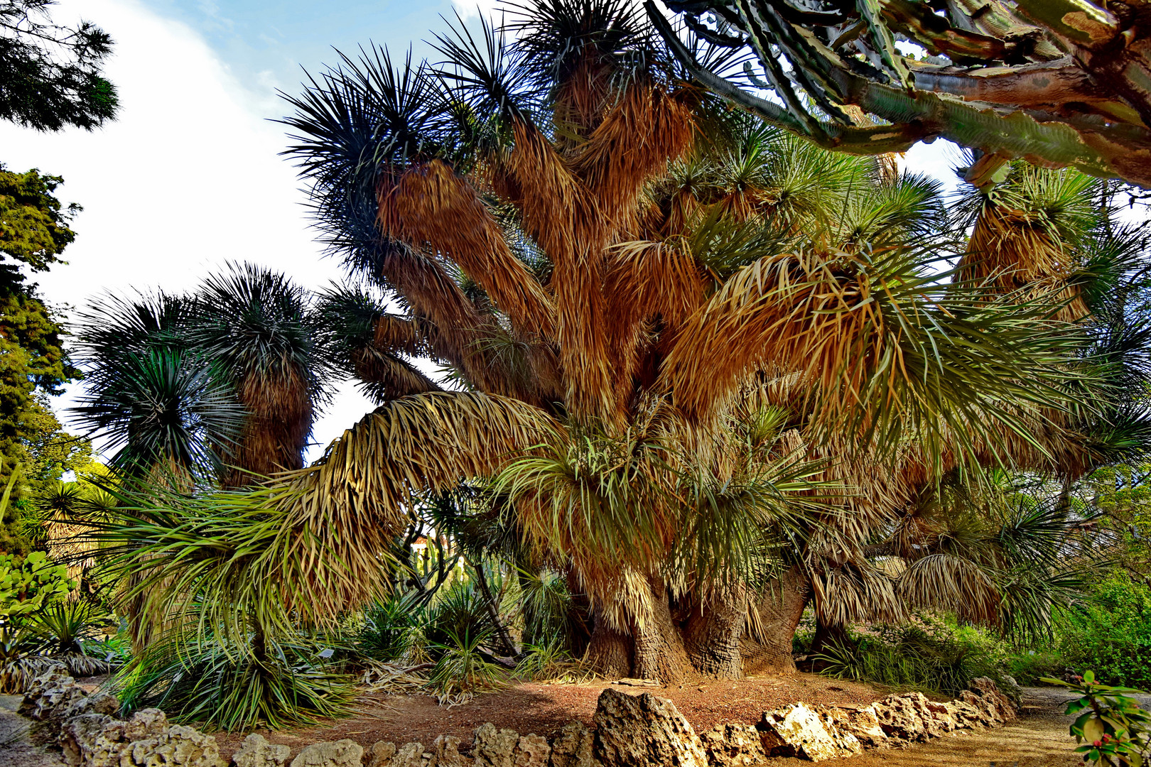 Yucca elephantipes (Riesen-Palmlilie)