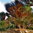 Yucca elephantipes (Riesen-Palmlilie)