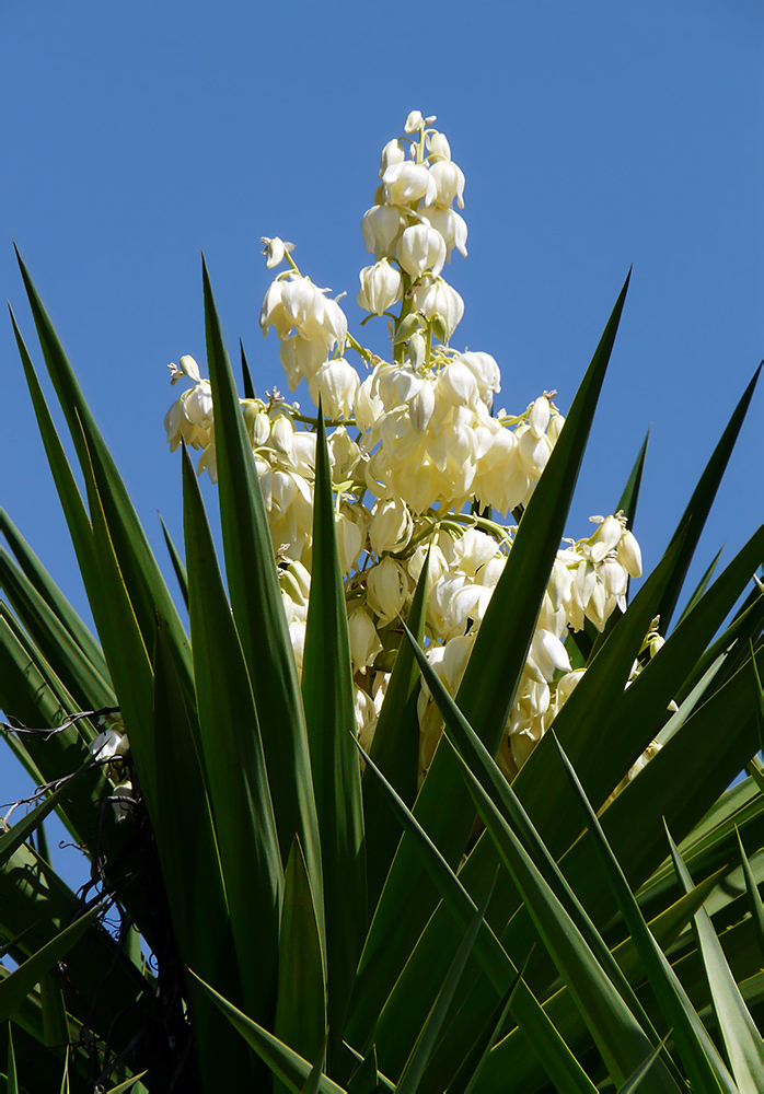 Yucca eliphantipes