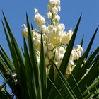 Yucca eliphantipes