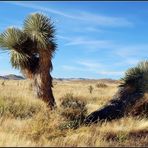 Yucca... (Farbvariante)