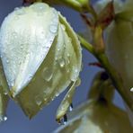 Yucca filamentosa