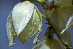 Yucca filamentosa