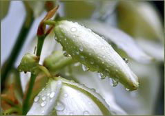 Yucca filamentosa