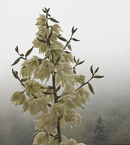 Yucca flaccida am Morgen