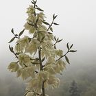 Yucca flaccida am Morgen