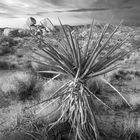 Yucca, granite & stormy sky