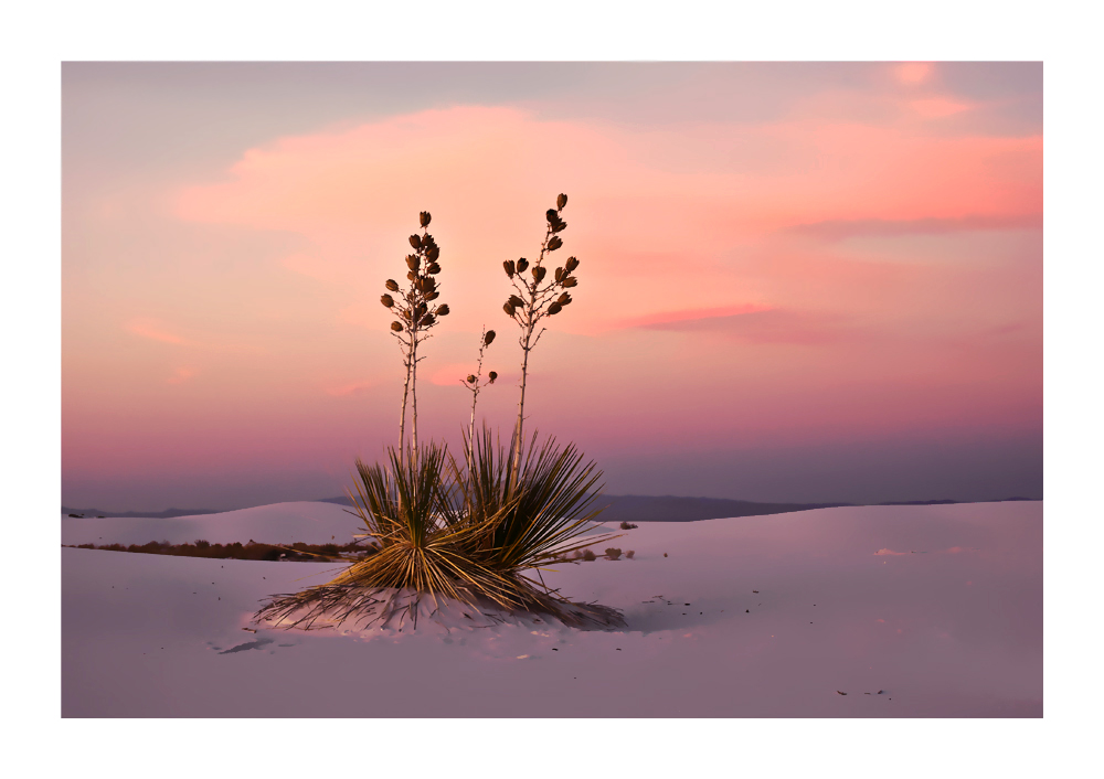 Yucca im Abendlicht