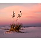 Yucca im Abendlicht