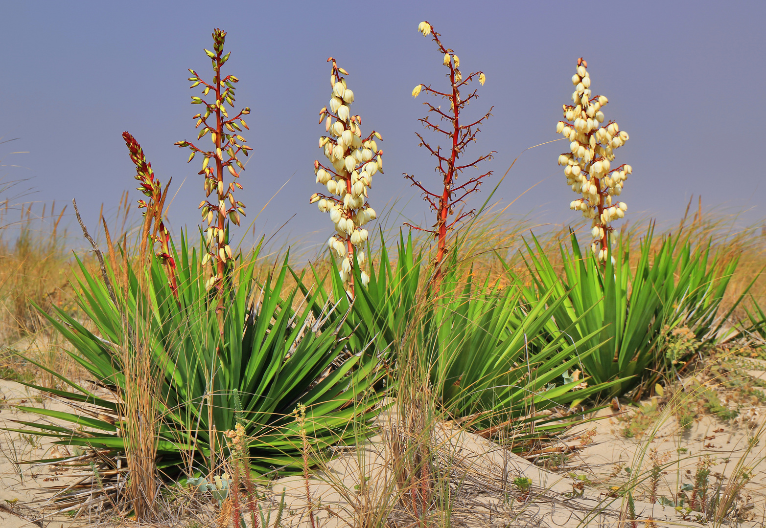 Yucca im Dünensand