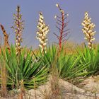 Yucca im Dünensand