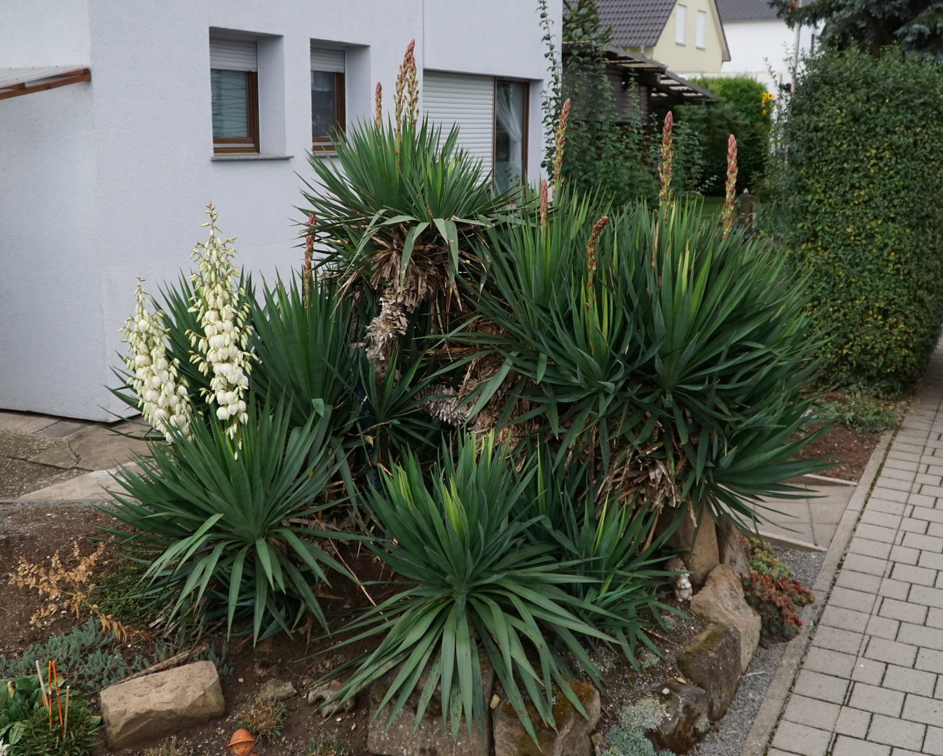 Yucca im September