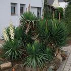 Yucca im September