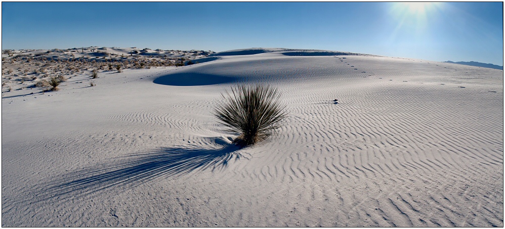 Yucca in CaSO4·2H2O