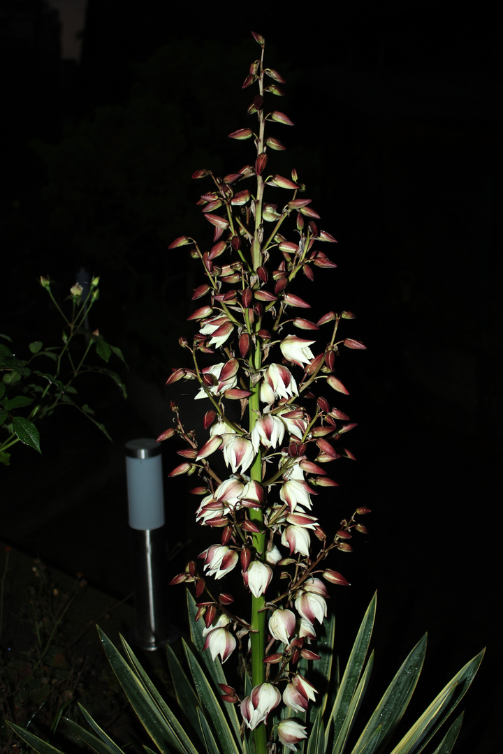 Yucca in our front yard I