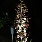 Yucca in our front yard I