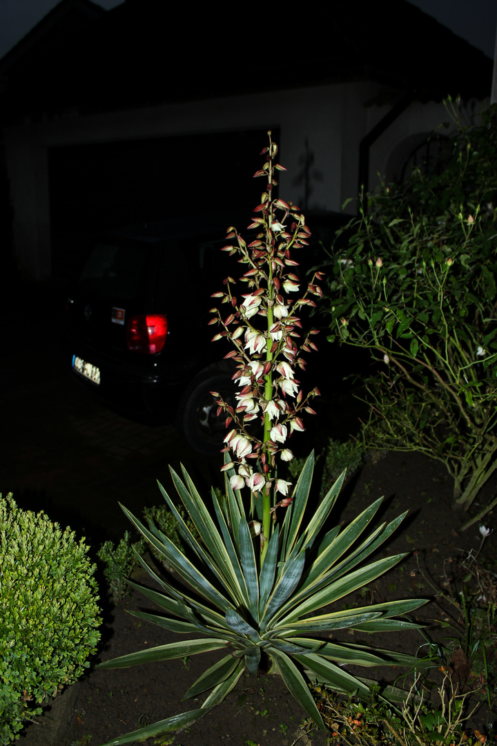 Yucca in our front yard II