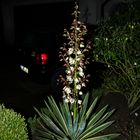 Yucca in our front yard II