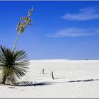 Yucca in White Sands