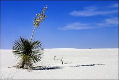 Yucca in White Sands