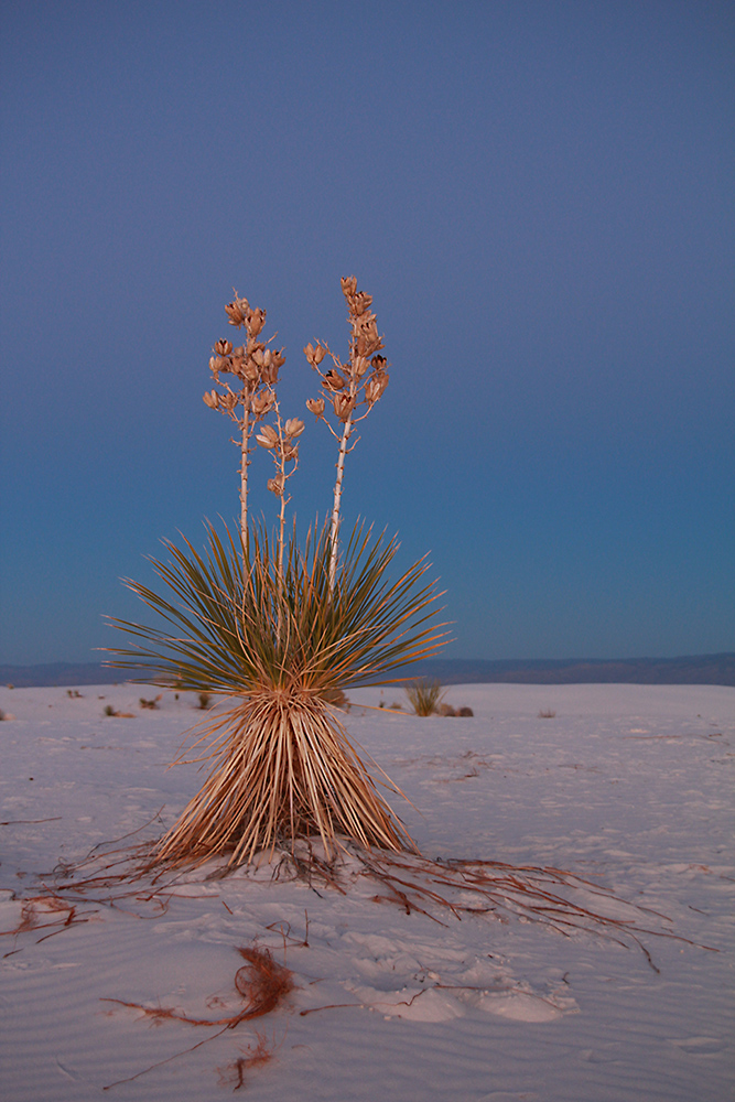 | Yucca in White Sands New Mexico |