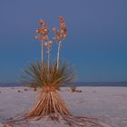 | Yucca in White Sands New Mexico |