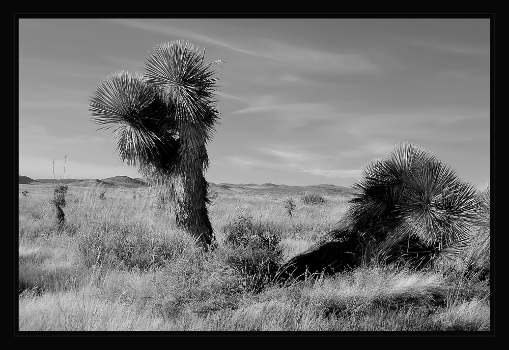 Yucca oder Palme?