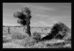 Yucca oder Palme?