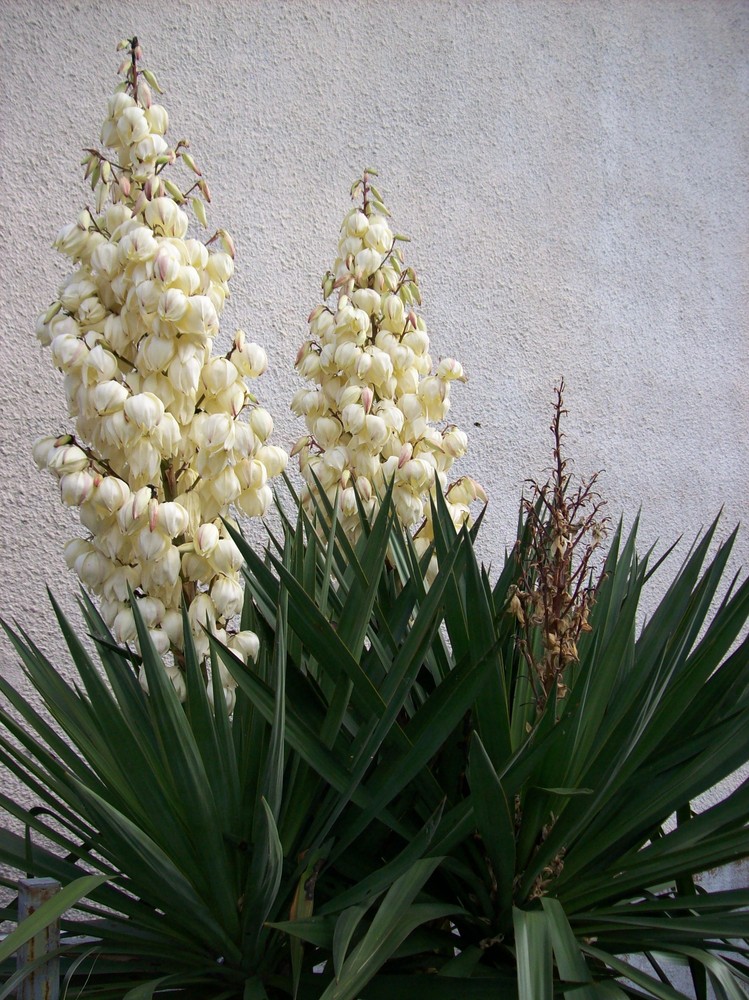 Yucca oder Palmlilien