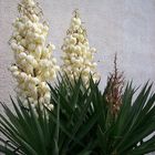 Yucca oder Palmlilien