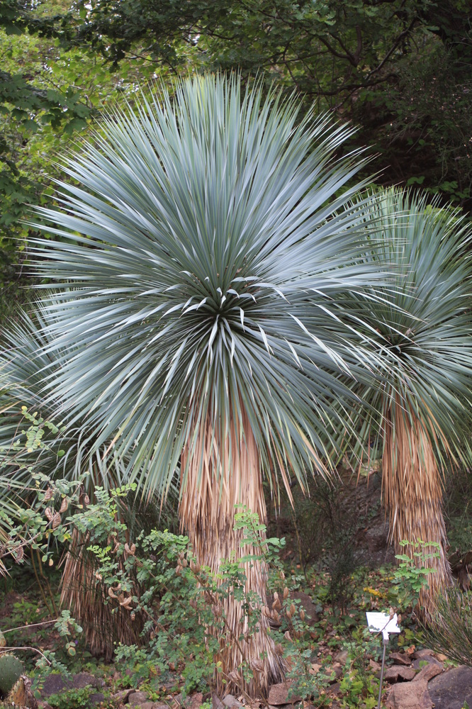 Yucca-Palme