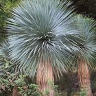 Yucca-Palme