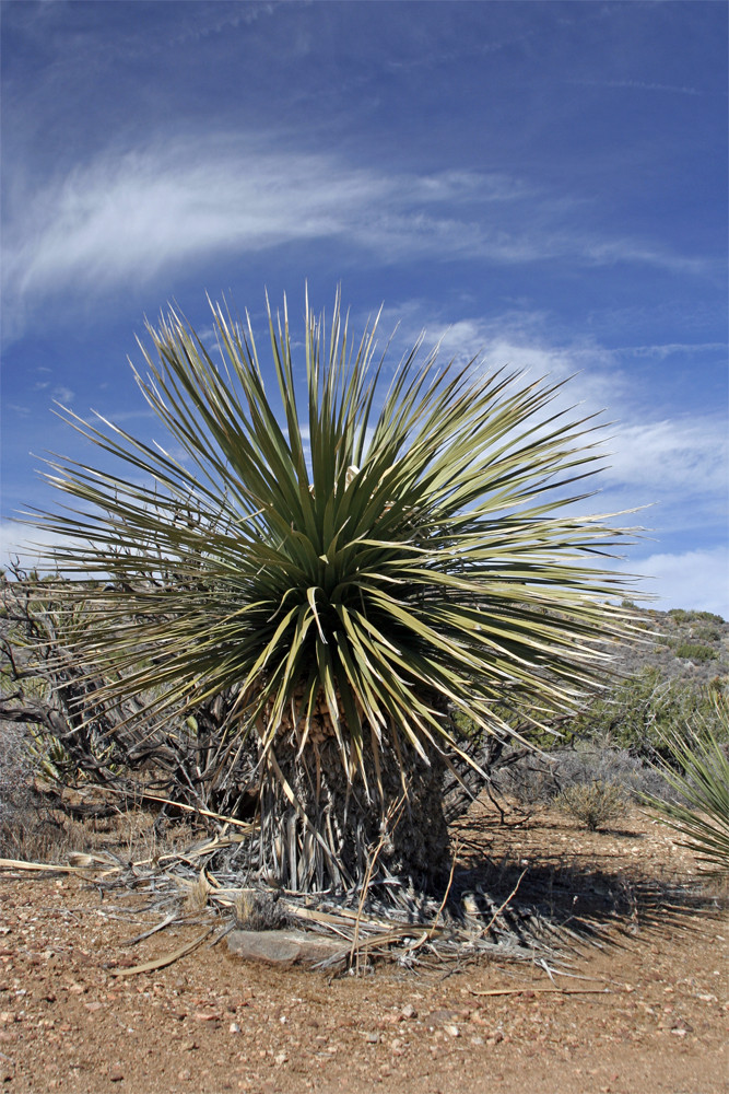 Yucca Palme