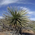 Yucca Palme