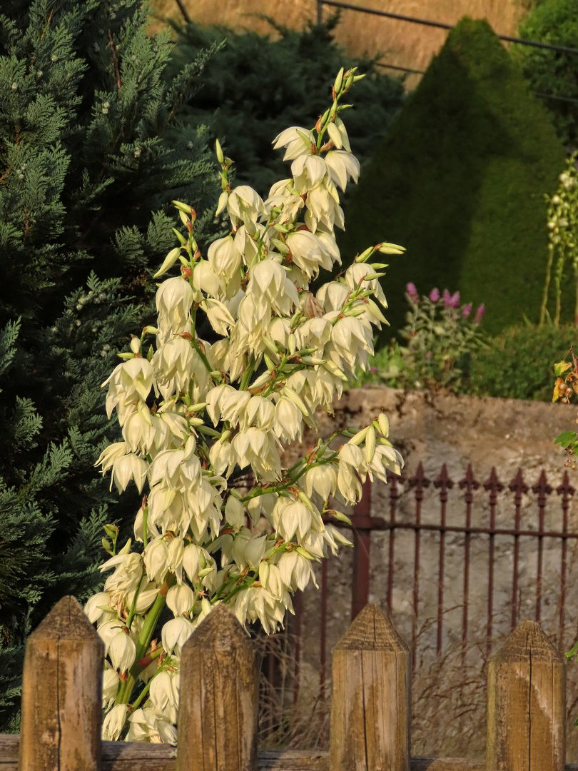 Yucca-Palme im Abendlicht der Sonne