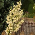 Yucca-Palme im Abendlicht der Sonne