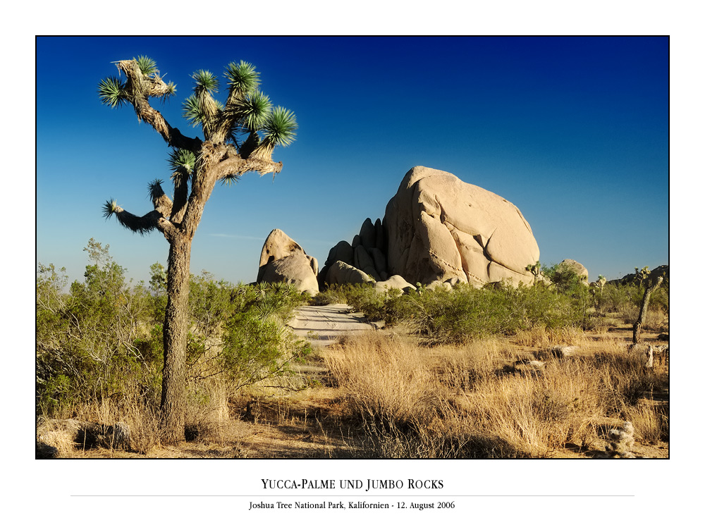 Yucca-Palme und Jumbo Rocks