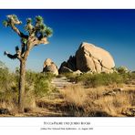 Yucca-Palme und Jumbo Rocks